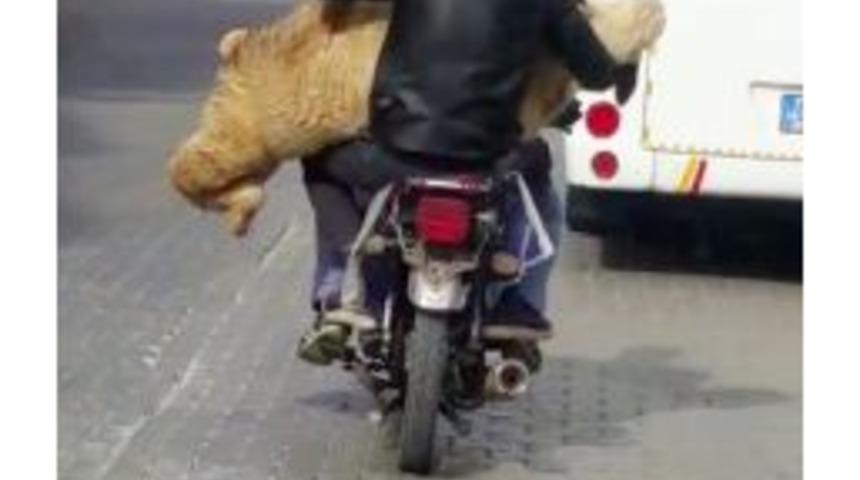 Motosiklette Koyun Taşıdılar