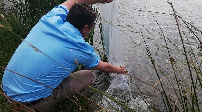 D&uuml;zce&rsquo;de G&ouml;llere 29 Bin 500 Balık Bırakıldı