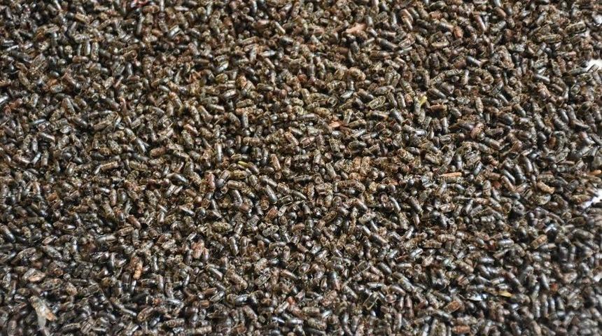 Feromon Tuzakları İle 30 Bin Zararlı B&ouml;cek Yakalandı