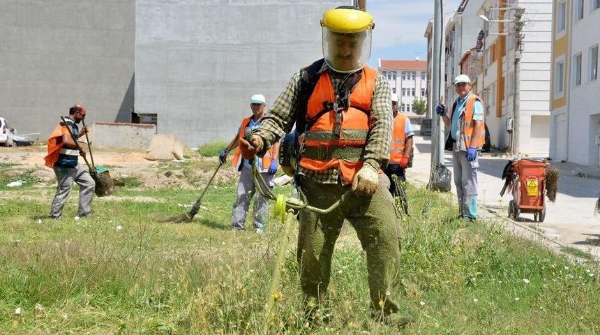 Yabani Otlar Temizleniyor