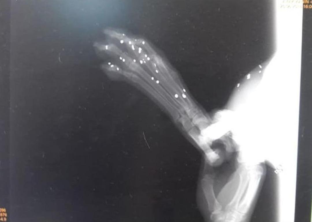 Milas&rsquo;ta Sokak Hayvanına Silahlı Saldırı