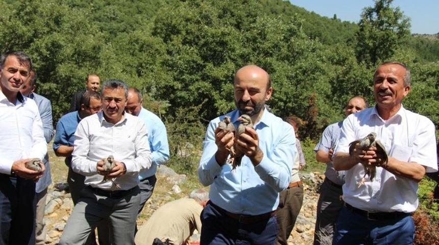Seydişehir&rsquo;de Doğaya Keklik Salındı