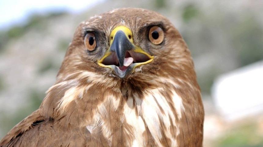 Yaralı Kızıl Şahine Şantiye &Ccedil;alışanları Sahip &Ccedil;ıktı