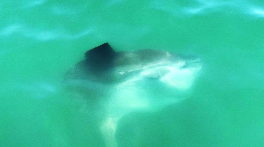 Fethiye&rsquo;de &rsquo;ay Balığı&rsquo; G&ouml;renleri Şaşırttı