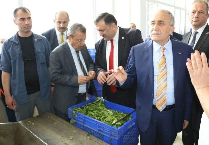 Bakan Fakıbaba: "türk Halkı Ekmek Yemeyebilir Ama Mutlaka Ve Mutlaka Çay İçecektir" G1