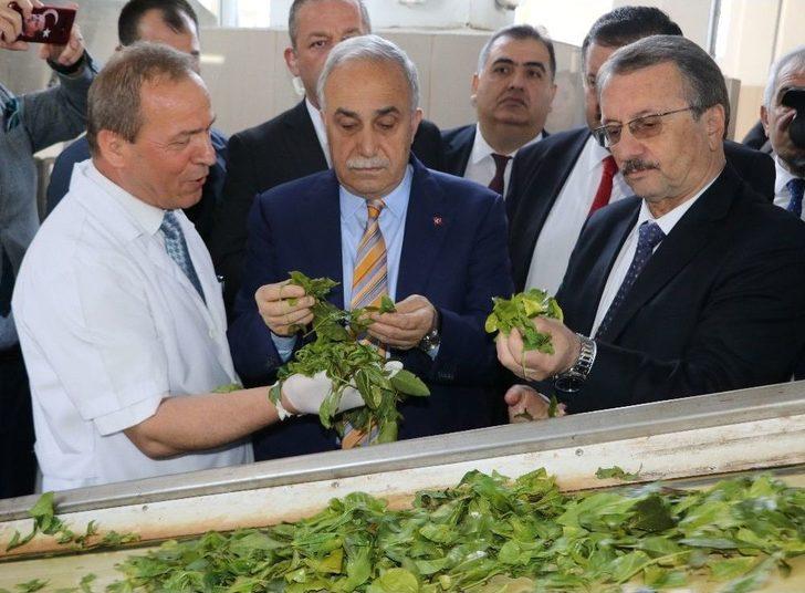 Bakan Fakıbaba: "türk Halkı Ekmek Yemeyebilir Ama Mutlaka Ve Mutlaka Çay İçecektir" G2