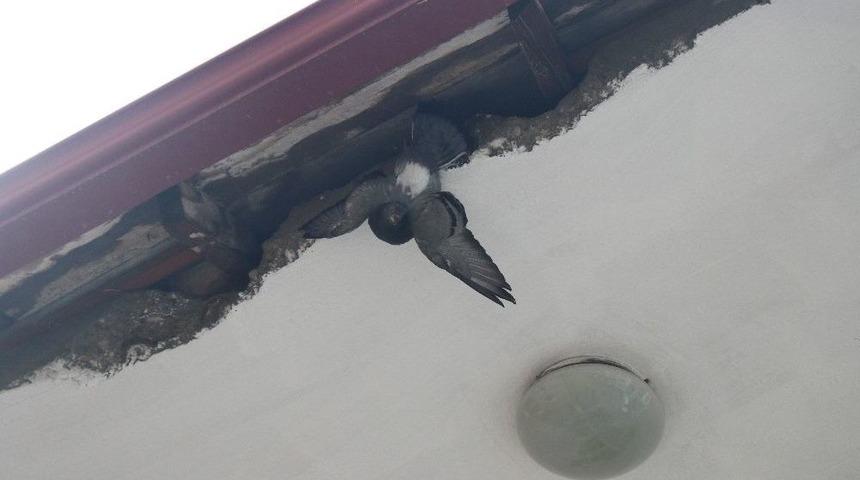 Sıkıştığı Yerden Kurtulan G&uuml;vercini Kedi Kaptı