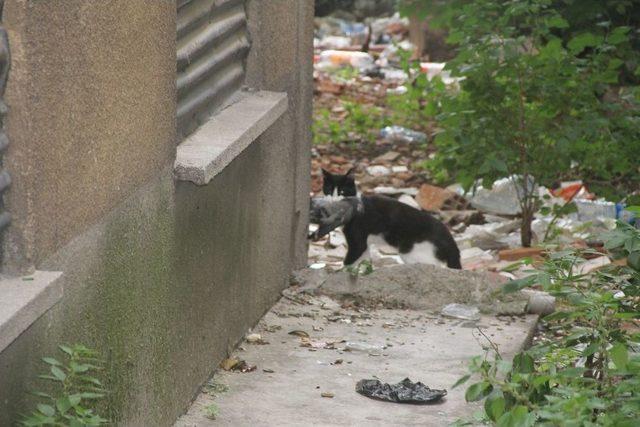 Sıkıştığı Yerden Kurtulan Güvercini Kedi Kaptı