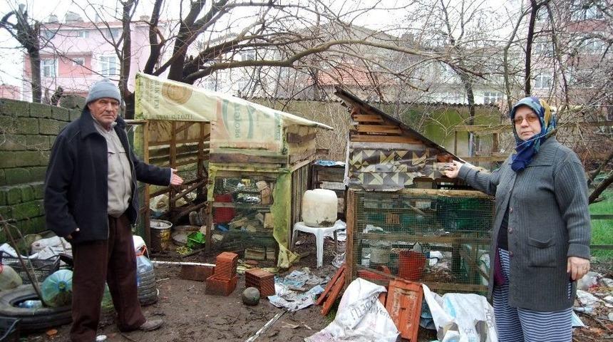 K&uuml;mese Giren K&ouml;pekler 50 Tavuğu Telef Etti