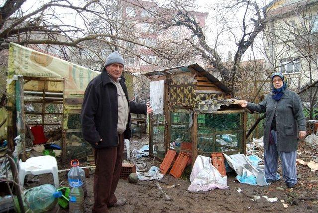 Kümese Giren Köpekler 50 Tavuğu Telef Etti