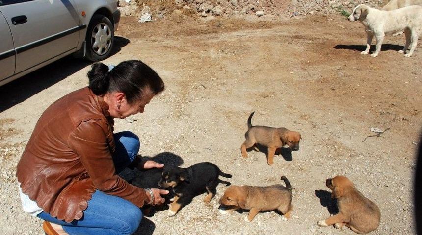 Kendisini Sokak Hayvanlarına Adadı