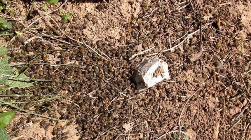 Bilin&ccedil;siz İla&ccedil;lama Arıları Telef Ediyor