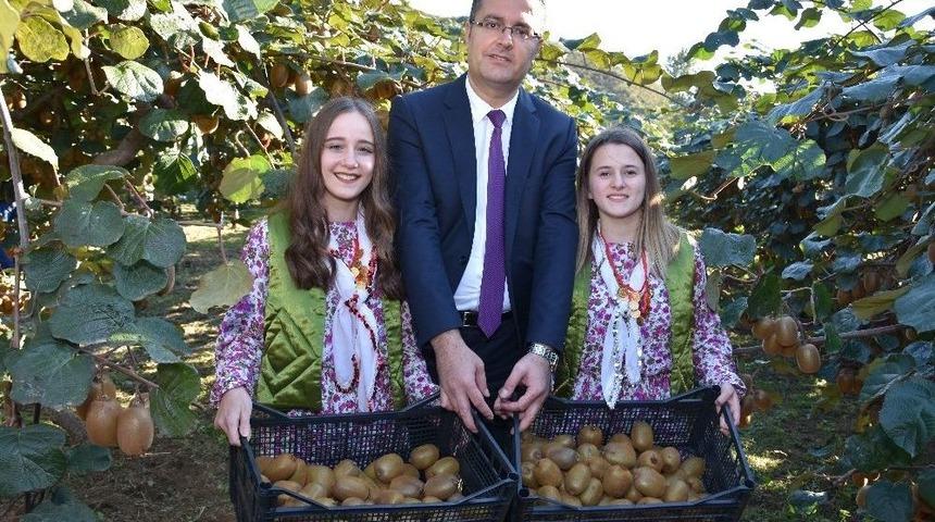 Kivi &Uuml;retiminde Rekor