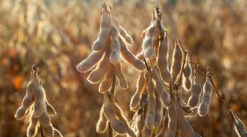 İncefikir: "çukurova Soya Bölgesi Olabilir"