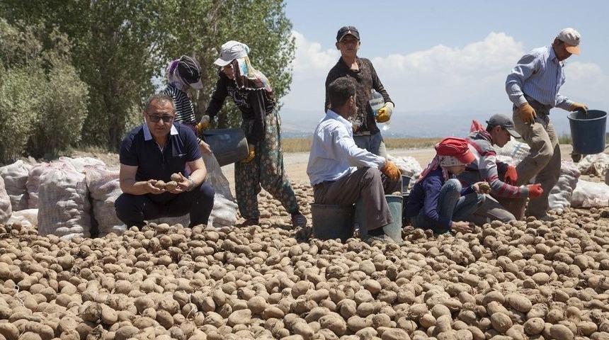 T&uuml;rkiye&rsquo;deki Patates Fiyatları
