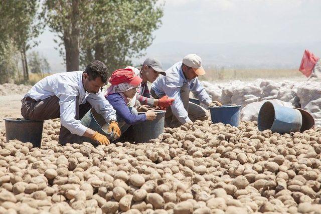 Türkiye’deki Patates Fiyatları