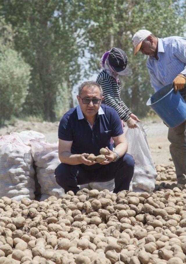 Türkiye’deki Patates Fiyatları