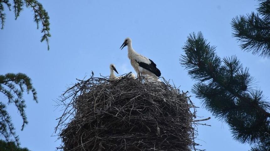 Cami &Ccedil;atısına Yuva Yapan Leylekler, K&ouml;yl&uuml;lerin En Sadık Dostu
