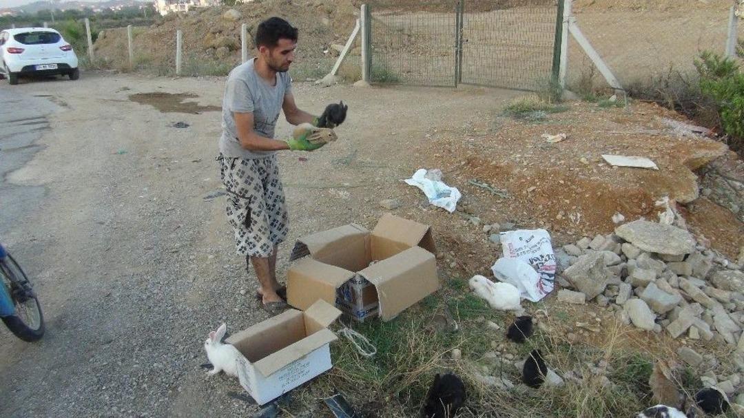 Manavgat&rsquo;ta Hasta Tavşanları Yol Kenarında &Ouml;l&uuml;me Terk Ettiler