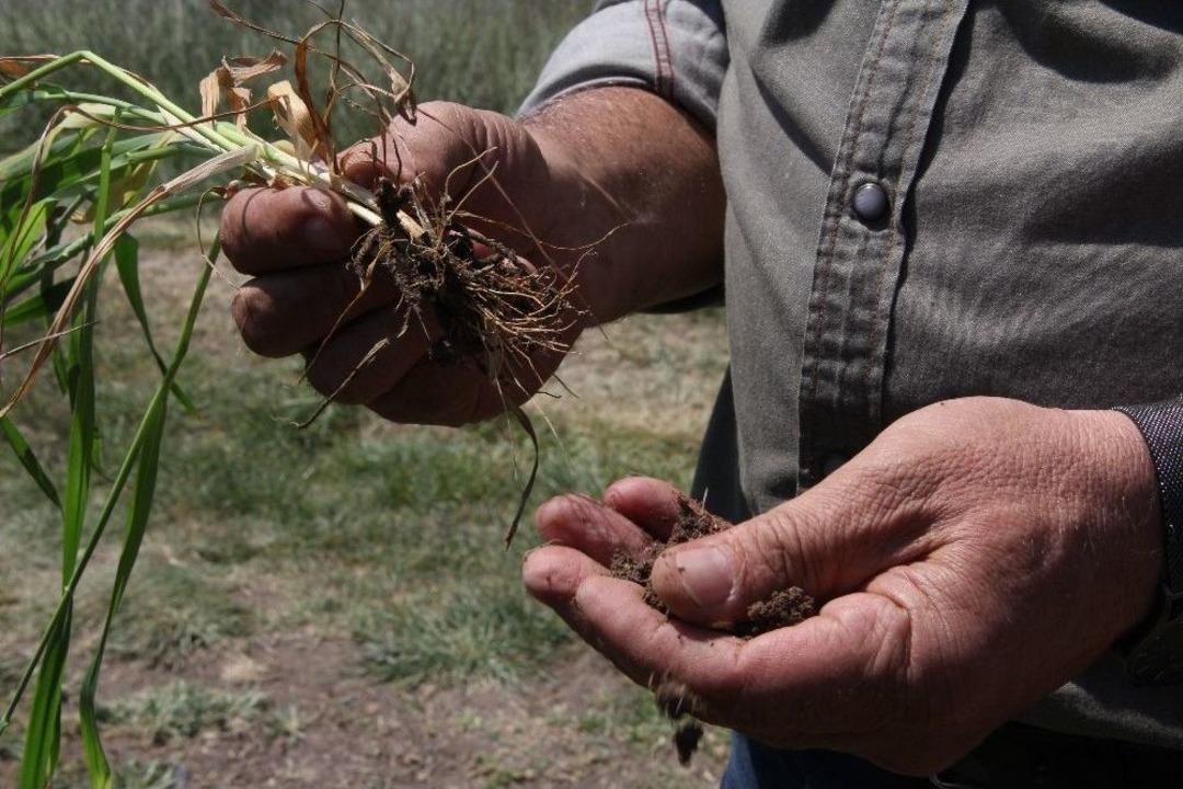 (&ouml;zel Haber) Buğday Ve Arpalar Umutla Yağmuru Bekliyor