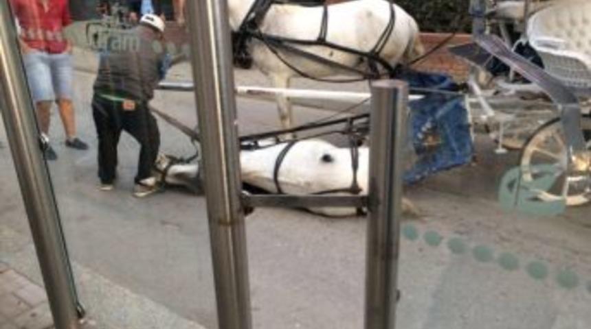 Faytona Bağlı At Bir Anda Yere Yığıldı