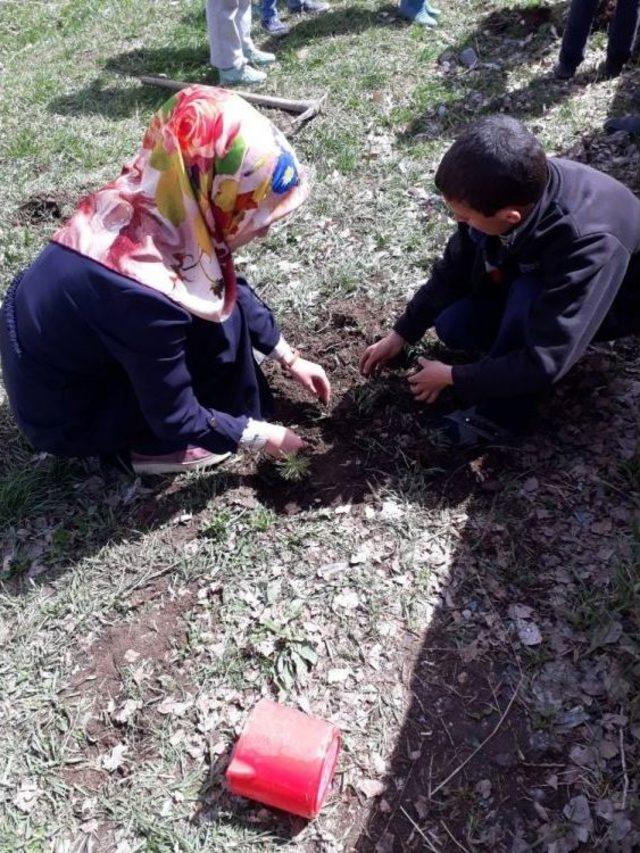 Çaldıran Belediyesinden Okullara Fidan Desteği