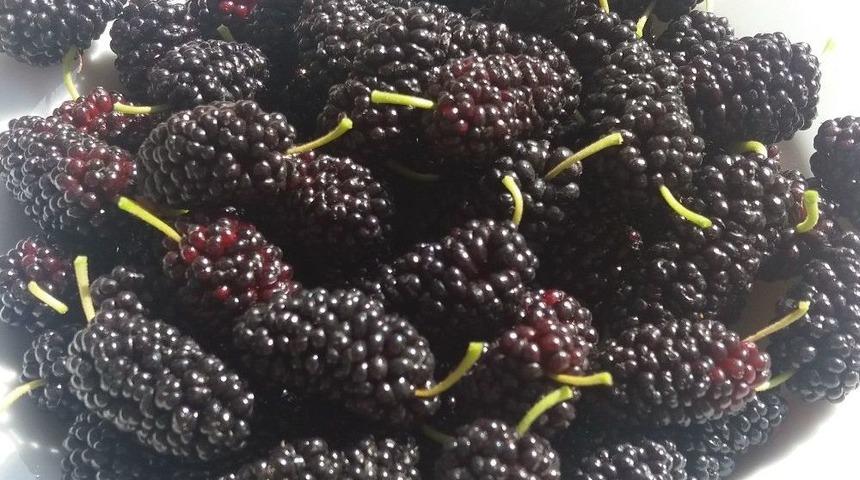 Dut Hakkında &Ccedil;arpıcı Ger&ccedil;ek