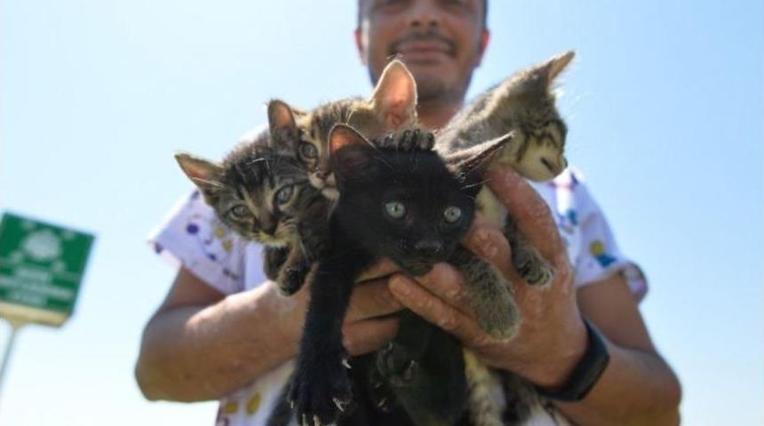 Kedi Ve K&ouml;pek Maması &Uuml;zerinden A&ccedil;ık Artırma