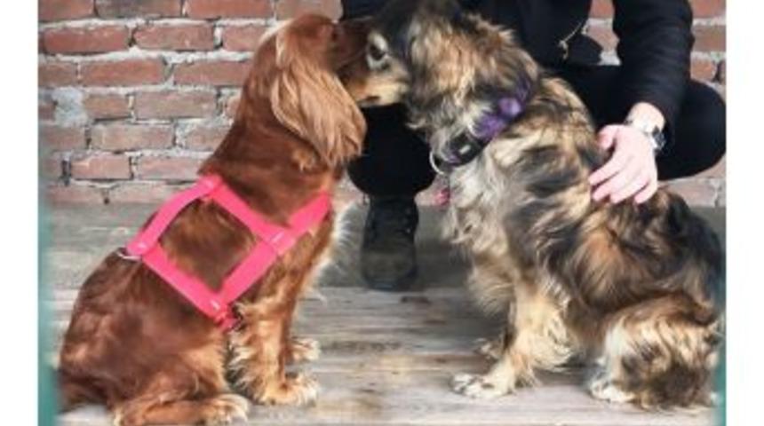 Doğan&rsquo;dan Anlamlı Davranış