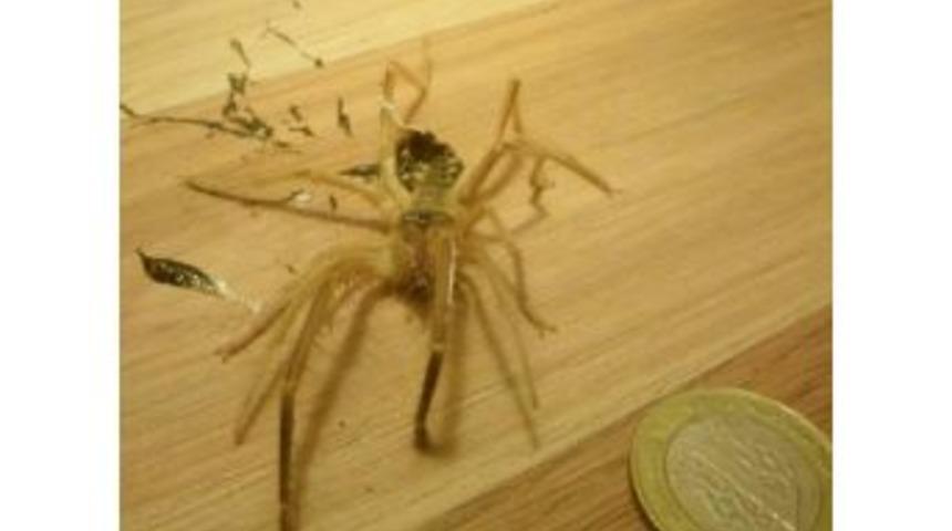 Bodrum&rsquo;da Etle Beslenen Sarıkız &Ouml;r&uuml;mceği G&ouml;r&uuml;ld&uuml;