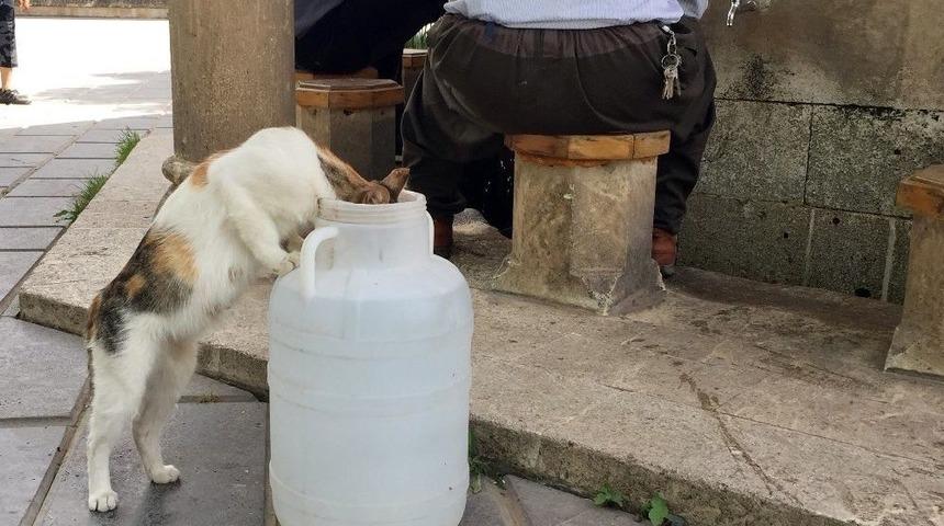 Siirt Sıcağı Hayvanları Da Vurdu