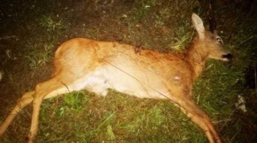 Ormandan Yola Fırlayan Ceylana Otomobil &Ccedil;arptı