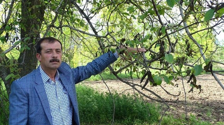 Hisarcık&rsquo;ta Kırağı Meyve &Uuml;reticisini Vurdu