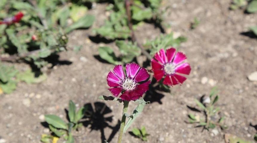 Koruma Altına Alınan Sevgi &Ccedil;i&ccedil;ekleri A&ccedil;tı