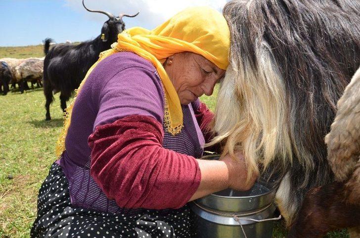Berivanlar Yılın İlk Sütünü Sağdı G2