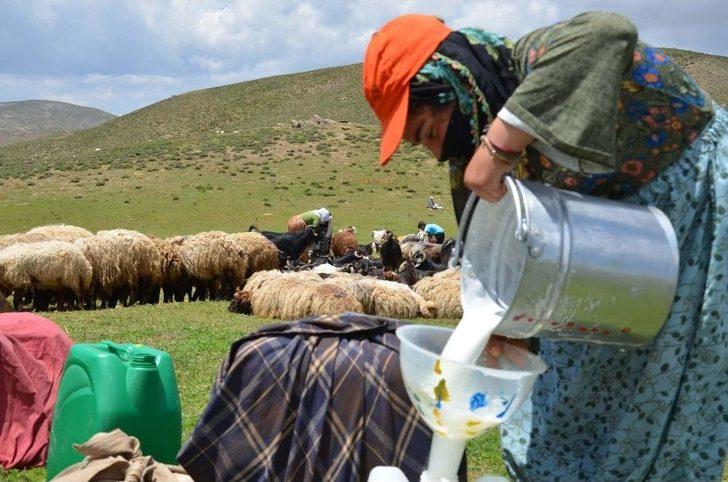 Berivanlar Yılın İlk Sütünü Sağdı G5