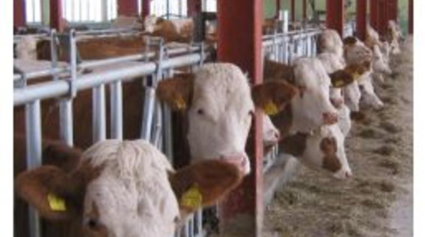 Tkdk &rsquo;dan Erzurum Hayvancılığına B&uuml;y&uuml;k Destek