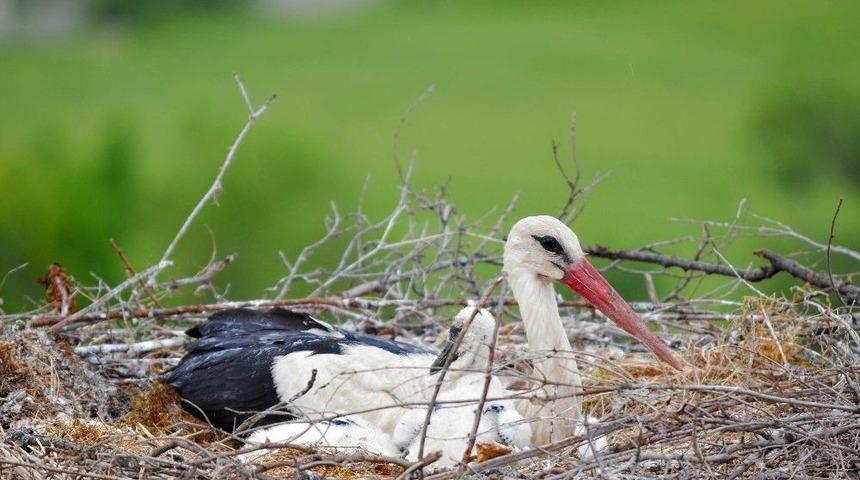 Leylekler Vadisi&rsquo;nde G&ouml;rsel Ş&ouml;len