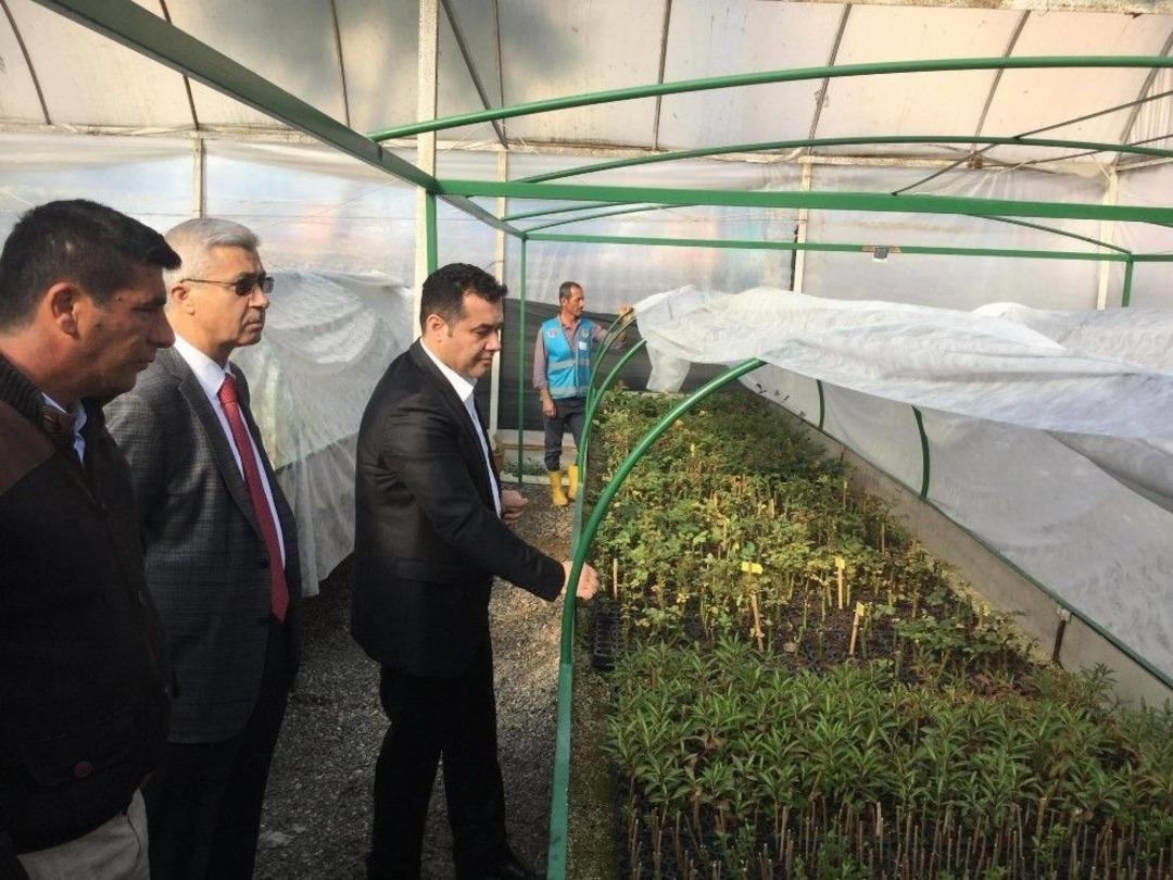 Alanya Belediyesi Bitki Ve &Ccedil;i&ccedil;ek &Uuml;retiminden 2,5 Milyon Tl Tasarruf Sağladı