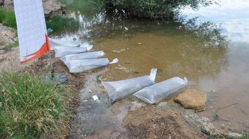 Uşak’ta Göletlere 100 Bin Yavru Balık Bırakıldı