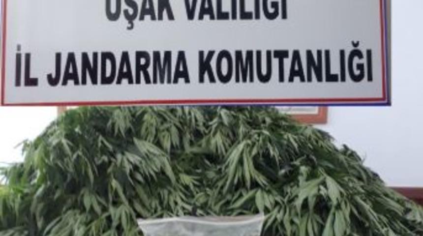 Uşak Jandarmasından Uyuşturucu Operasyonu