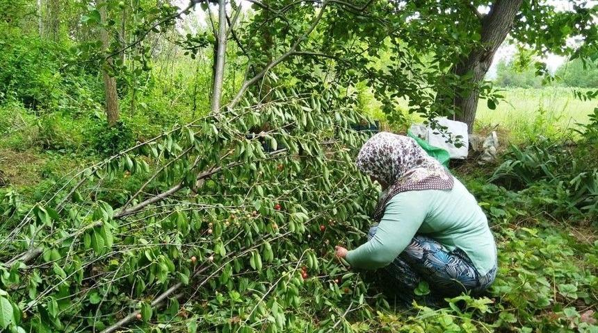 Vişneyi, Dallarını Budayarak Topluyorlar