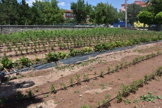 İlçede Tarımın Büyümesi İçin Kaymakamlık Örnek Bahçe Yaptı