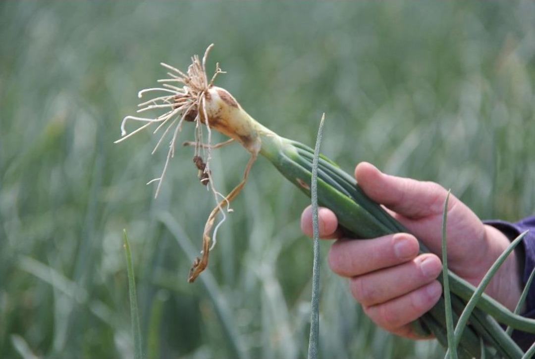 (&ouml;zel Haber) Soğan &Uuml;reticisinin En B&uuml;y&uuml;k Sıkıntısı &lsquo;aracılar&rsquo; Ve &rsquo;depolama&rsquo;