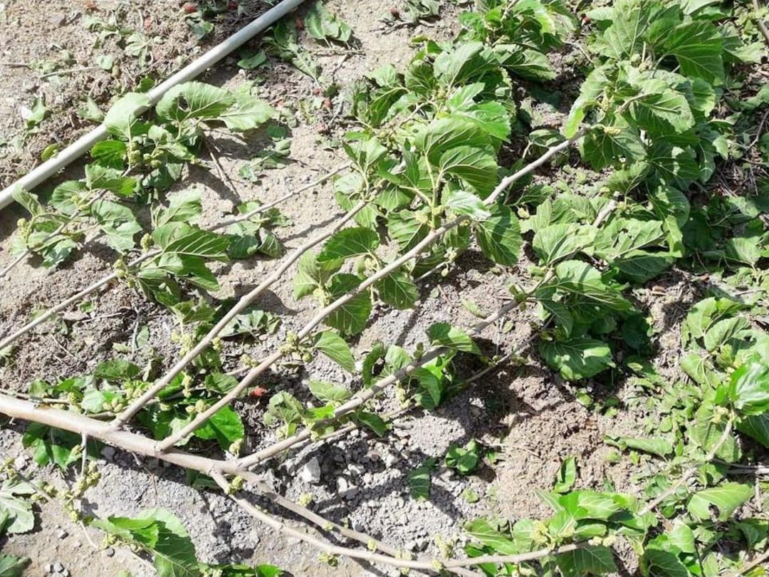 Gaziantep&rsquo;te Sağanak Yağış Ve Dolu, Kazları Telef Etti