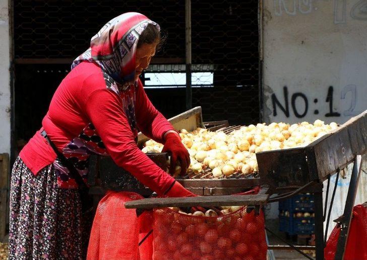 Patates Ve Soğandaki Ateş Sönüyor G1
