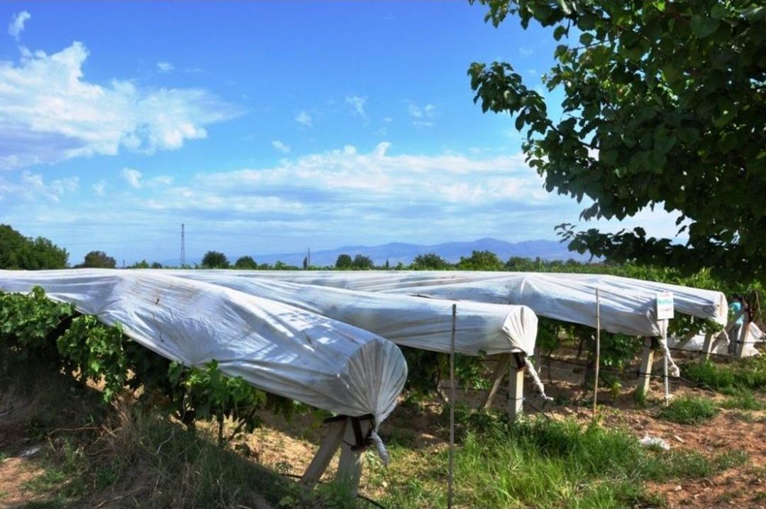 &Uuml;z&uuml;mler &Ouml;rt&uuml; Altına Girdi