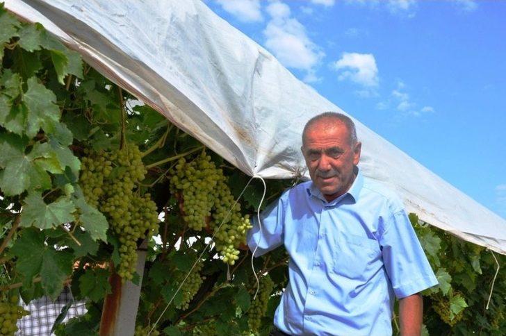 Üzümler Örtü Altına Girdi G1