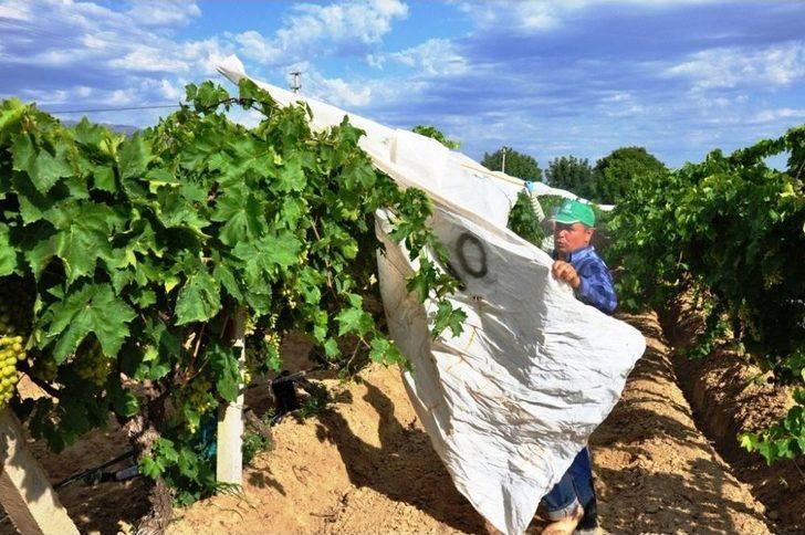 Üzümler Örtü Altına Girdi G2