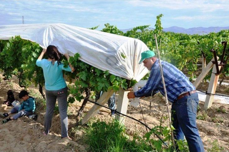 Üzümler Örtü Altına Girdi G3